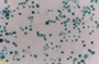 293LTV Cell Line