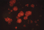 Cellular Senescence Flow Cytometry Assay