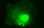 GFP ELISA Kit