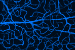 Renal Function Assays