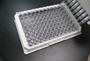 E. coli O157 ELISA Kit
