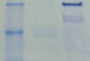 PhosphoBLOCKER™ Blocking Reagent