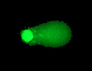OxiSelect™ 24-Well Comet Assay Kit