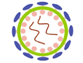 Adenovirus Hexon ELISA Kit